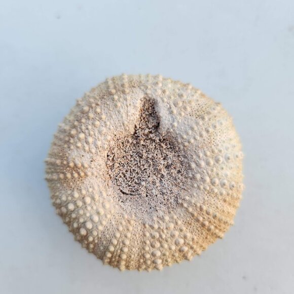 Whole Sea Urchin Fossil Shell Gems and Minerals Rocks Fossils Decor Nautical Nic - Picture 7 of 14